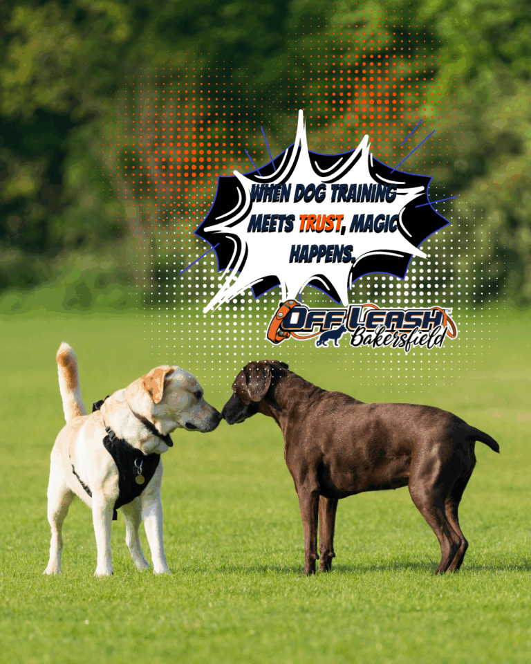 When Dog Training Meets Trust, Magic Happens.