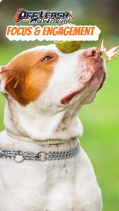 The Foundation of Great Dog Training