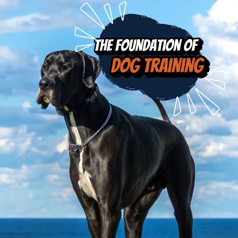 The Foundation of Great Dog Training