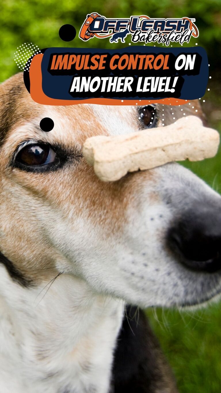 Impulse Control and Canine Confidence