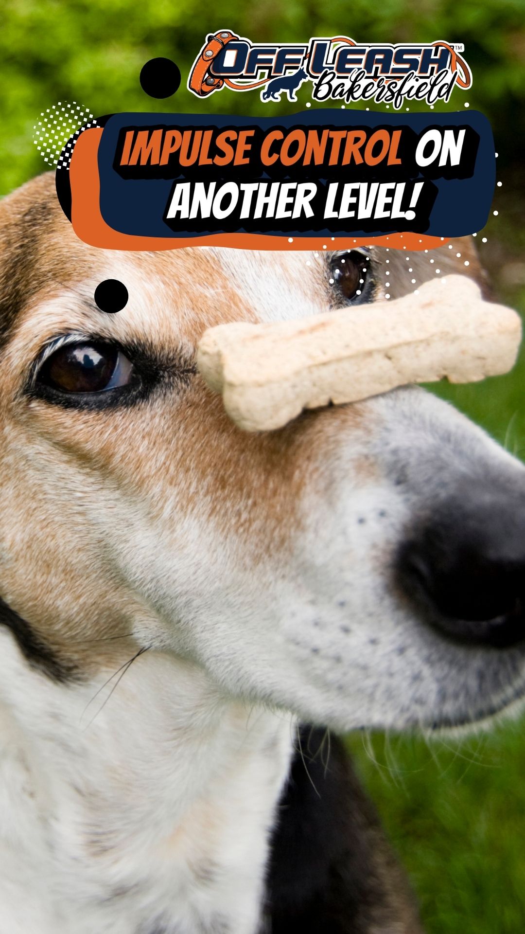 Impulse Control and Canine Confidence