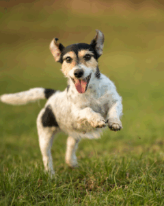 Dog Recall Games Come When Called!