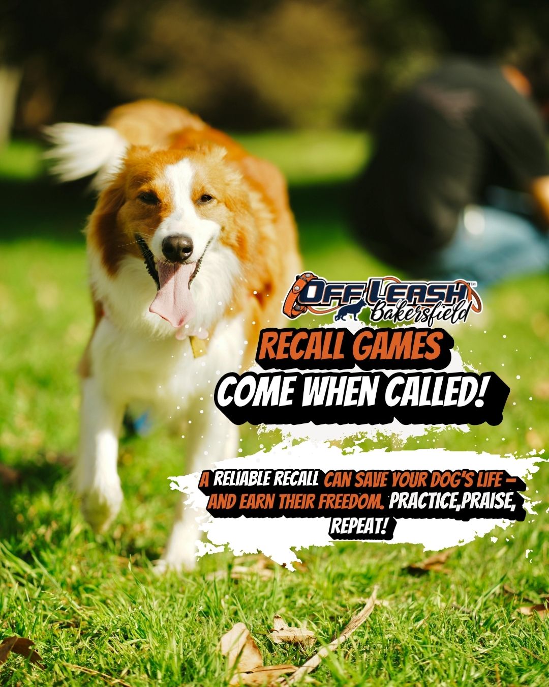 Dog Recall Games Come When Called!