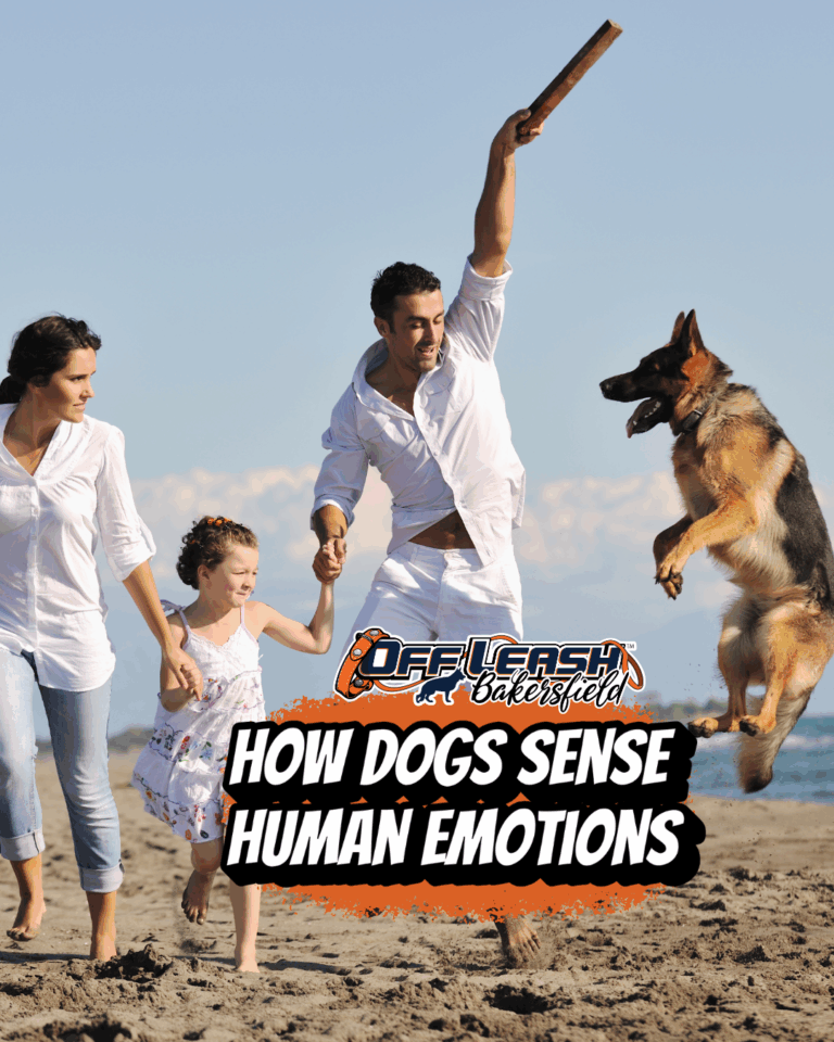 How Dogs Sense Human Emotions