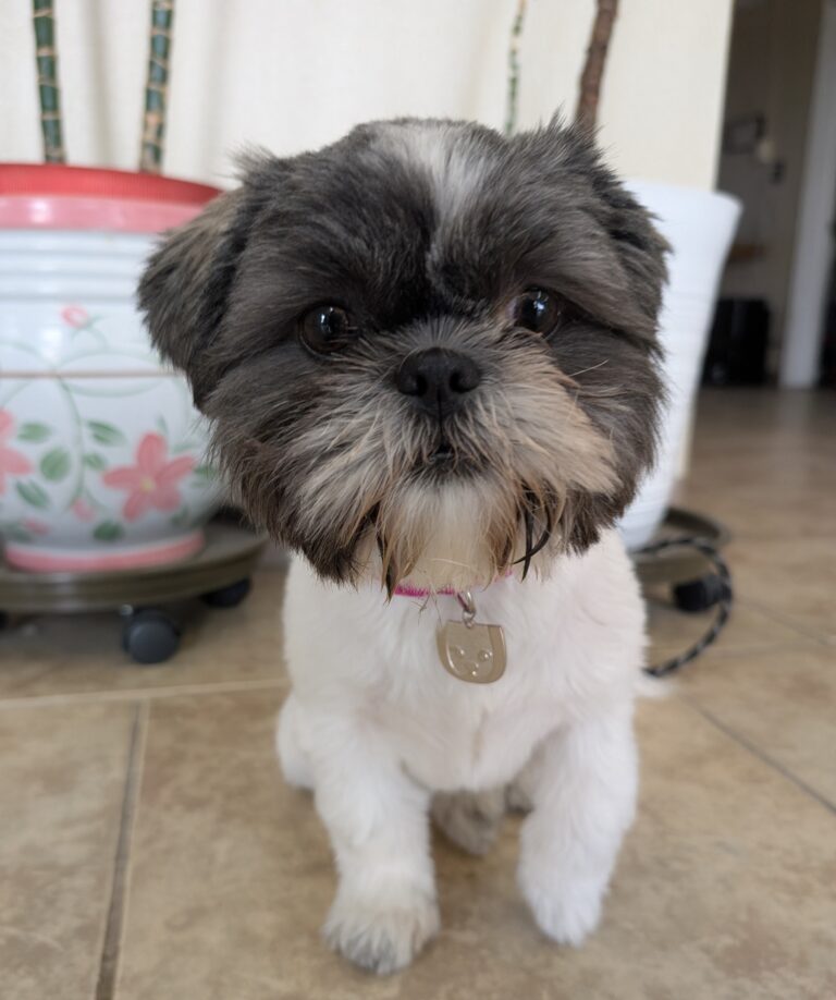 Sophie | Shih Tzu | Bakersfield, CA
