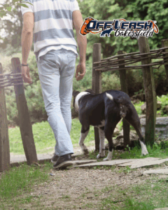 Why Your Dog Follows You Everywhere