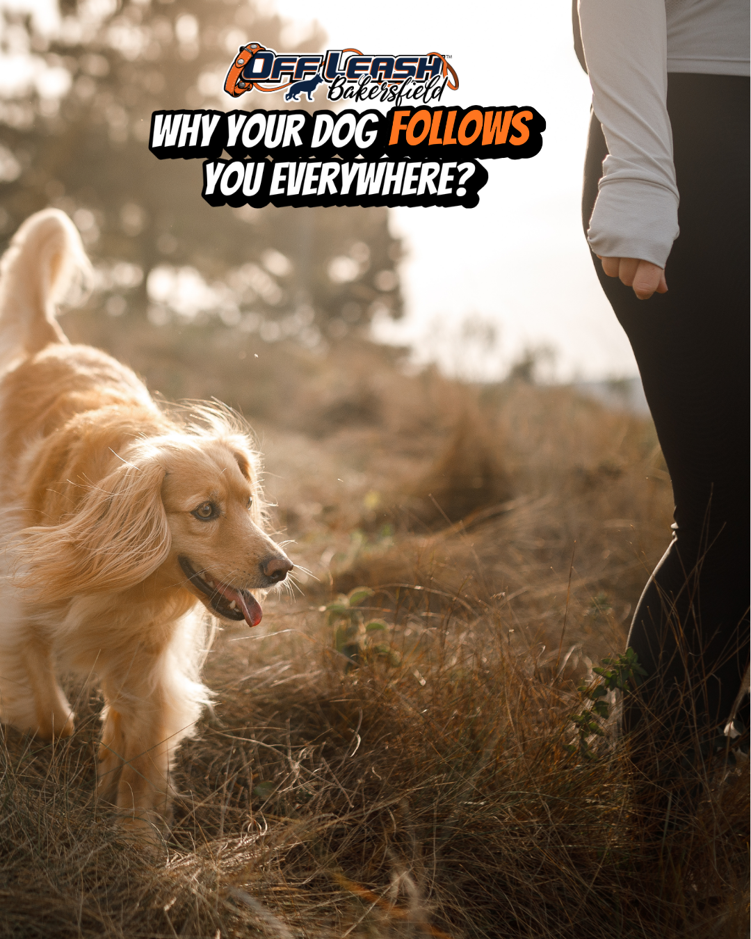 Why Your Dog Follows You Everywhere — Clingy or Caring?