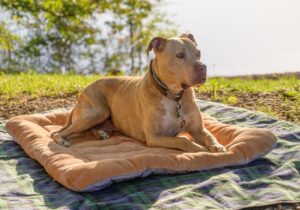 Teaching Your Dog  Relaxation Techniques
