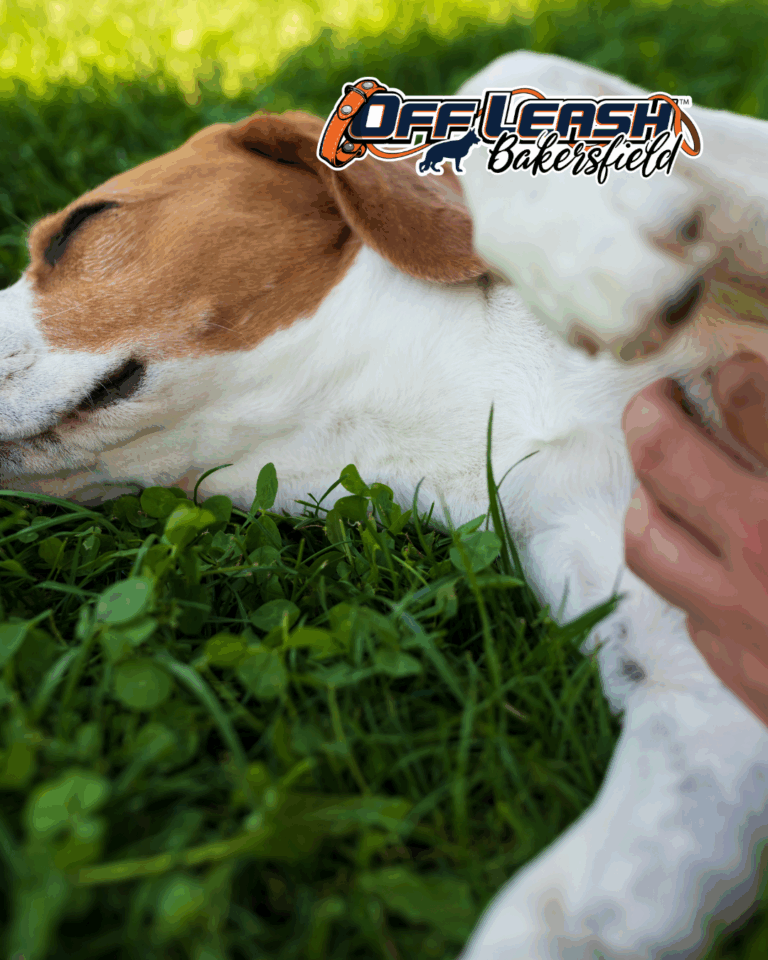 Natural Calming Remedies for Anxious Dogs