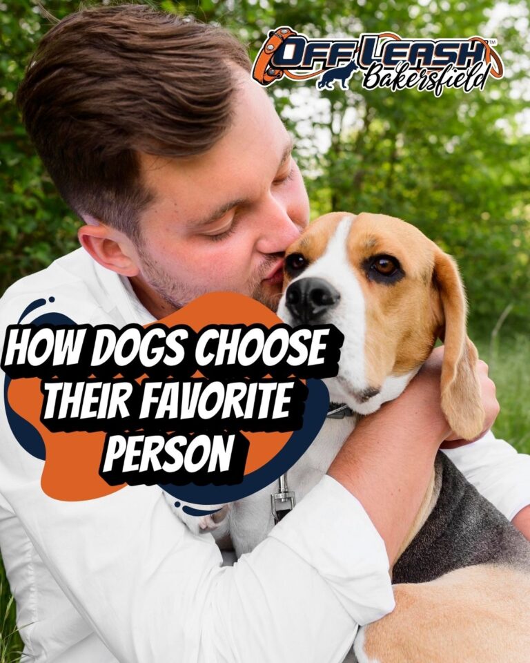 How Dogs Choose Their Favorite Person