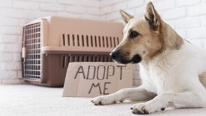 The Benefits of Adopting a Rescue Dog