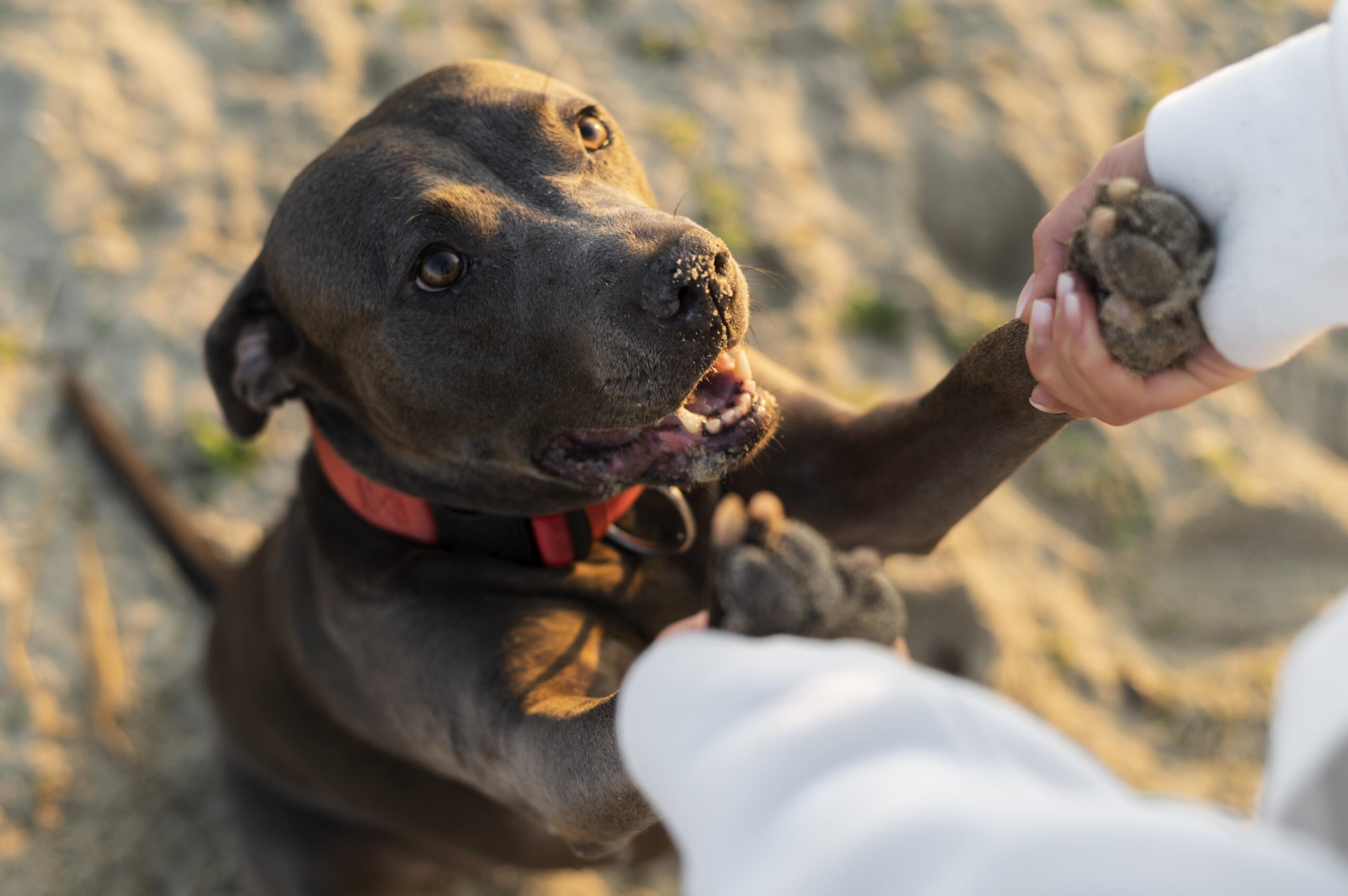 The Benefits of Adopting a Rescue Dog