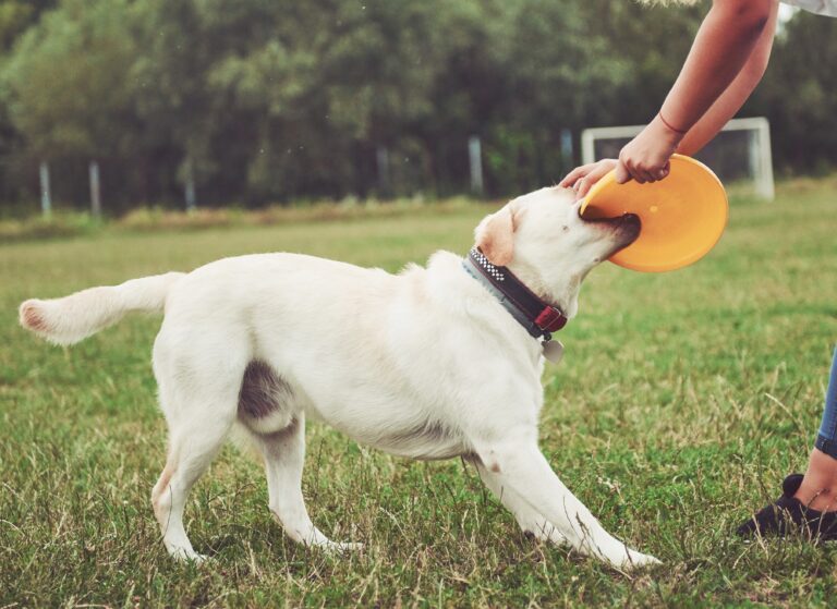The Power of Consistency in Dog Training