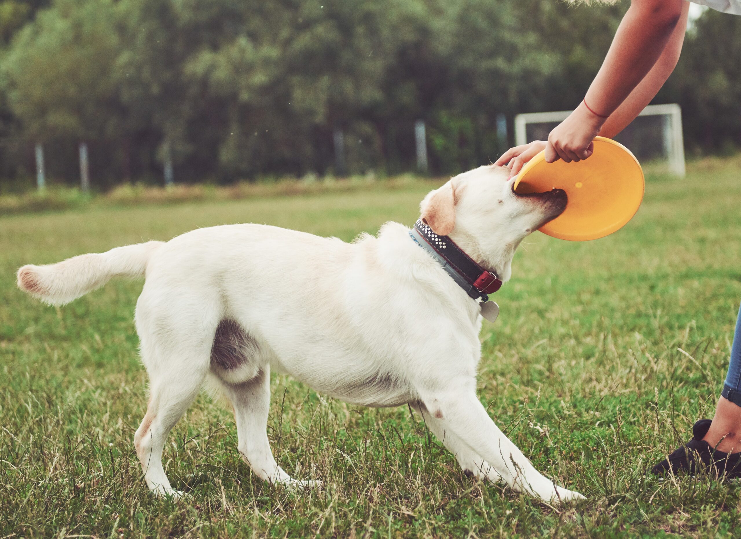 The Power of Consistency in Dog Training