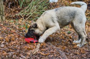 Understanding Dog Prey Drive and How to Manage it.
