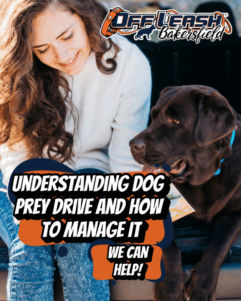 Understanding Dog Prey Drive and How to Manage it.