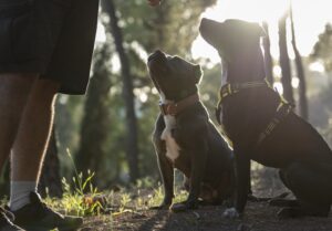 Pack Structure & Leadership in Dog Training
