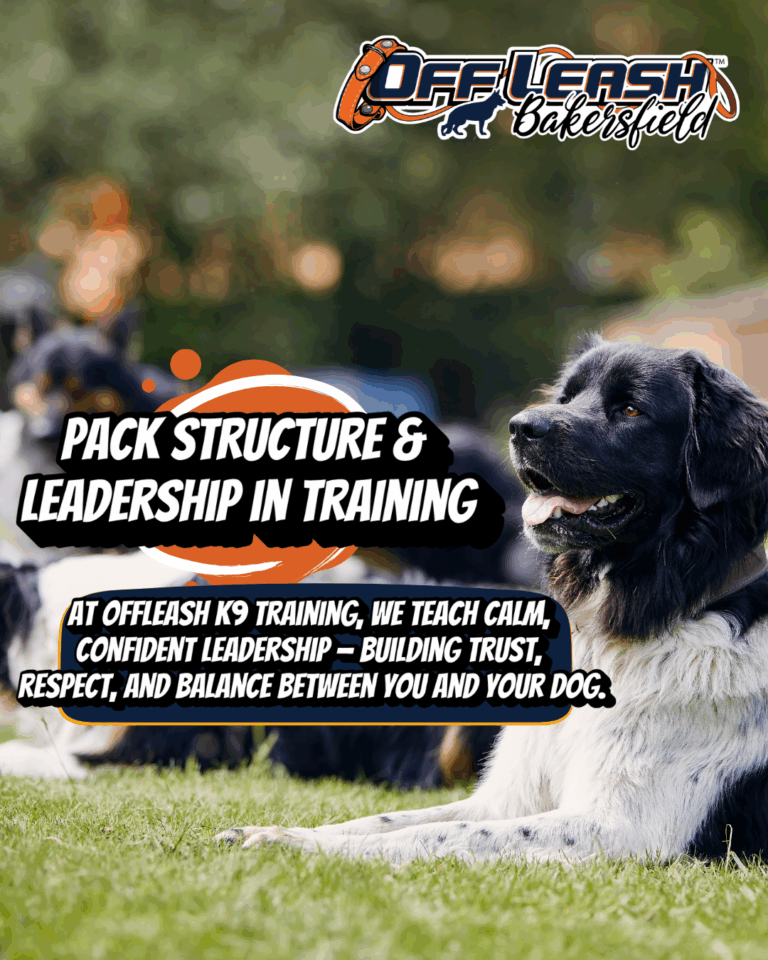 Pack Structure & Leadership in Dog Training
