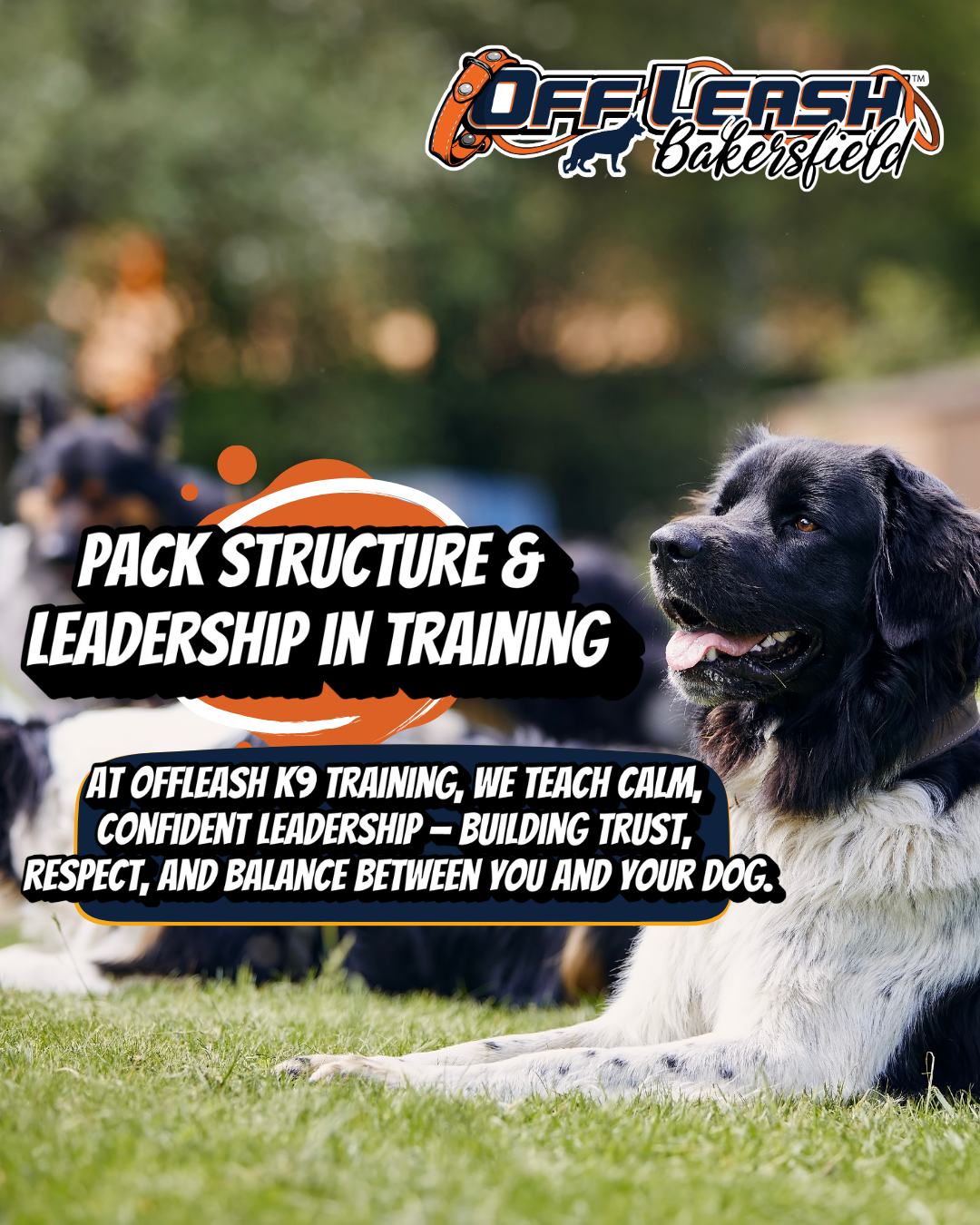 Pack Structure & Leadership in Dog Training