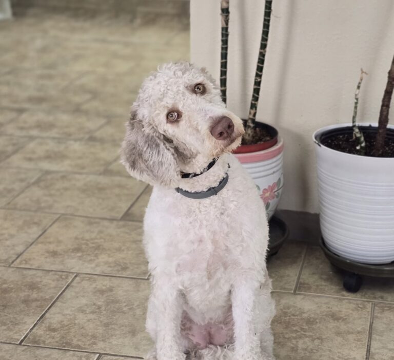 Lexi | Goldendoodle | Bakersfield, CA