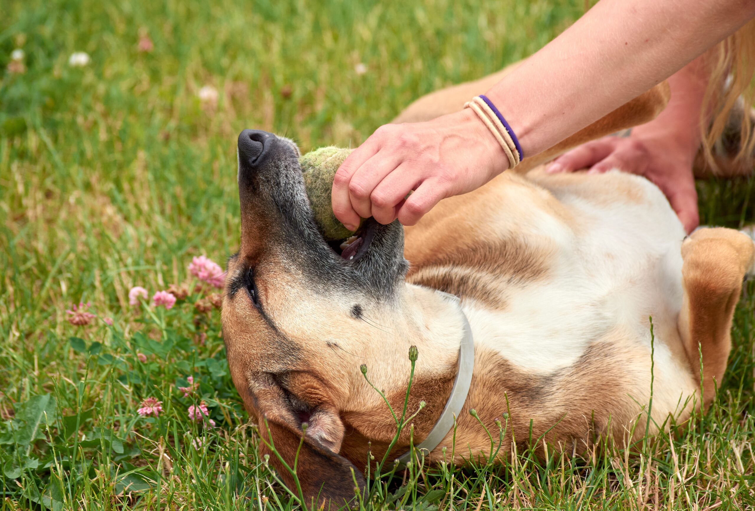 Understanding Pressure and Release in Dog Training