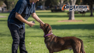 E-collar dog training Bakersfield