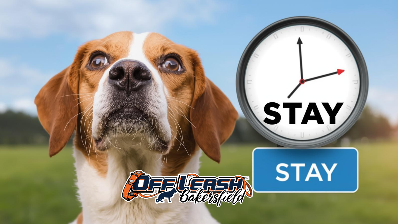 Duration Commands: Why Your Dog Struggles and How to Fix It