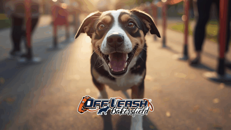 How to Build Your Dog’s Environmental Confidence