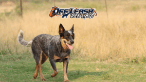 Teaching Your Dog Neutrality Toward Wildlife