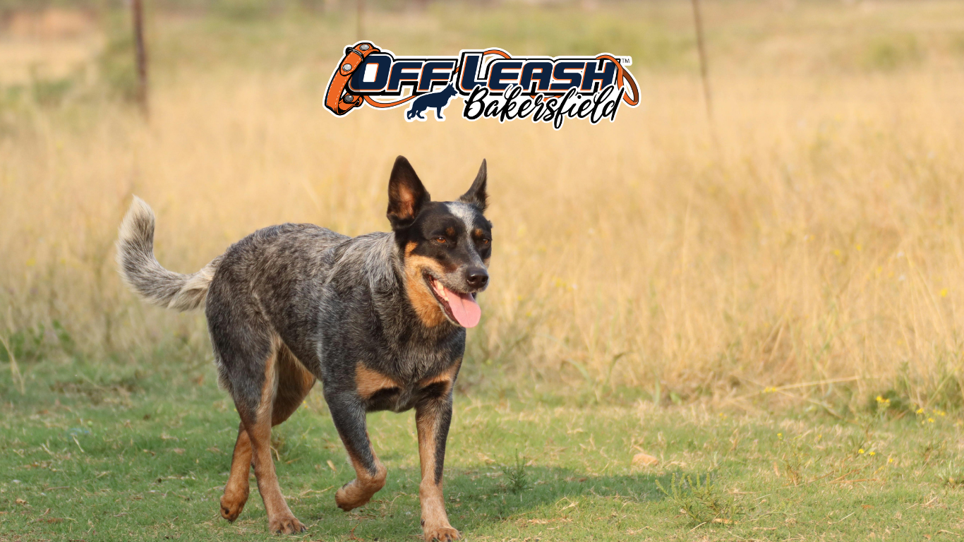 Teaching Your Dog Neutrality Toward Wildlife