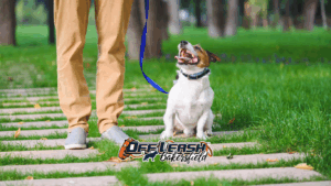 Why Dogs Struggle With Long Training Sessions