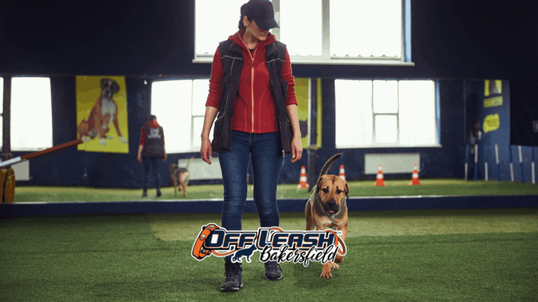 Why Dogs Struggle With Long Training Sessions