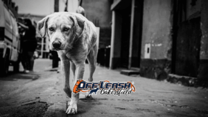 Understanding Your Dog’s Learning Style