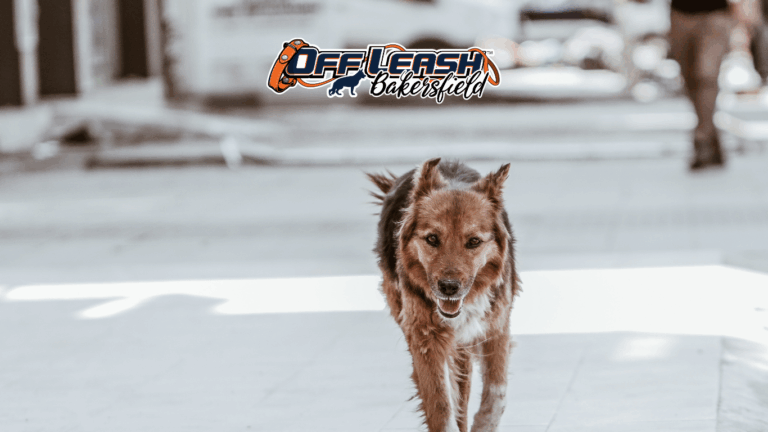 Dog’s Learning Style: Understanding Your Dog’s Learning Style