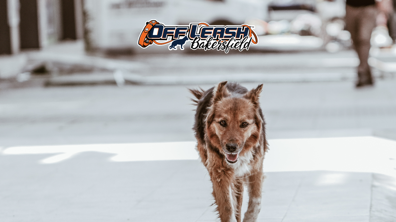 Dog’s Learning Style: Understanding Your Dog’s Learning Style