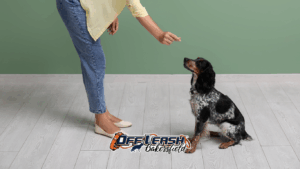 The Importance of Reward Variety in Dog Training