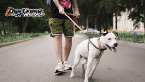 Why Dogs Develop Leash Reactivity