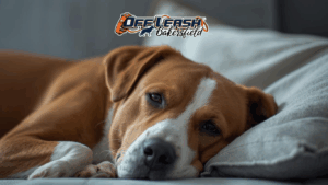 How to Improve Your Dog’s Recovery Time After Stress