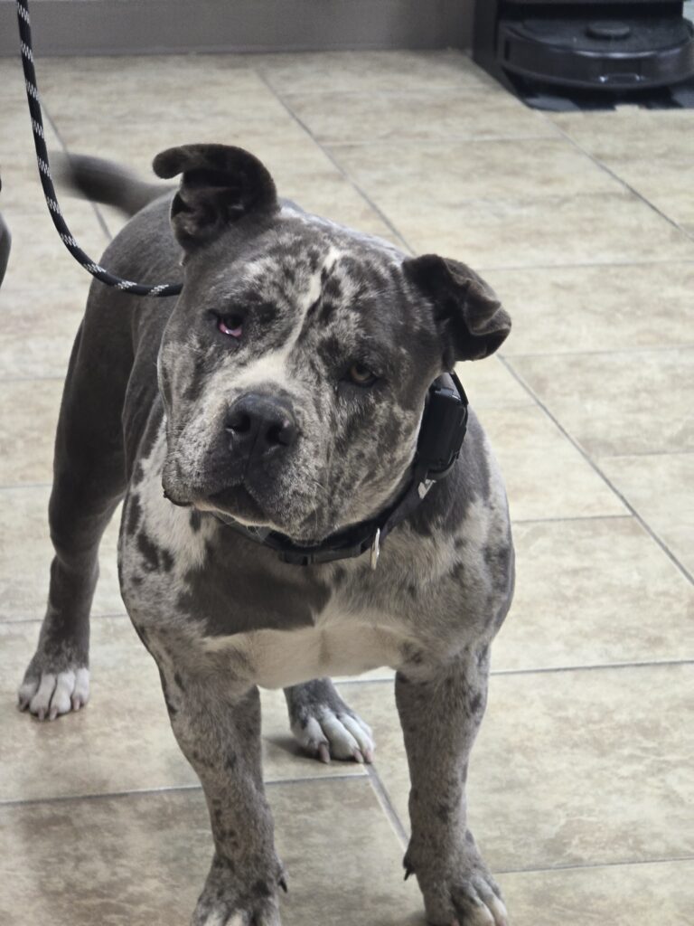 Medusa | XL Bully | Bakersfield, CA