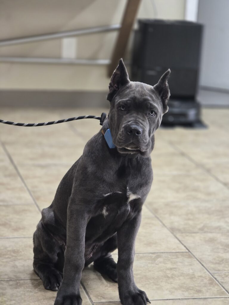Zara | Cane Corso | Bakersfield, CA