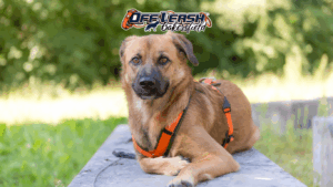 Why Your Dog Struggles to Generalize Commands