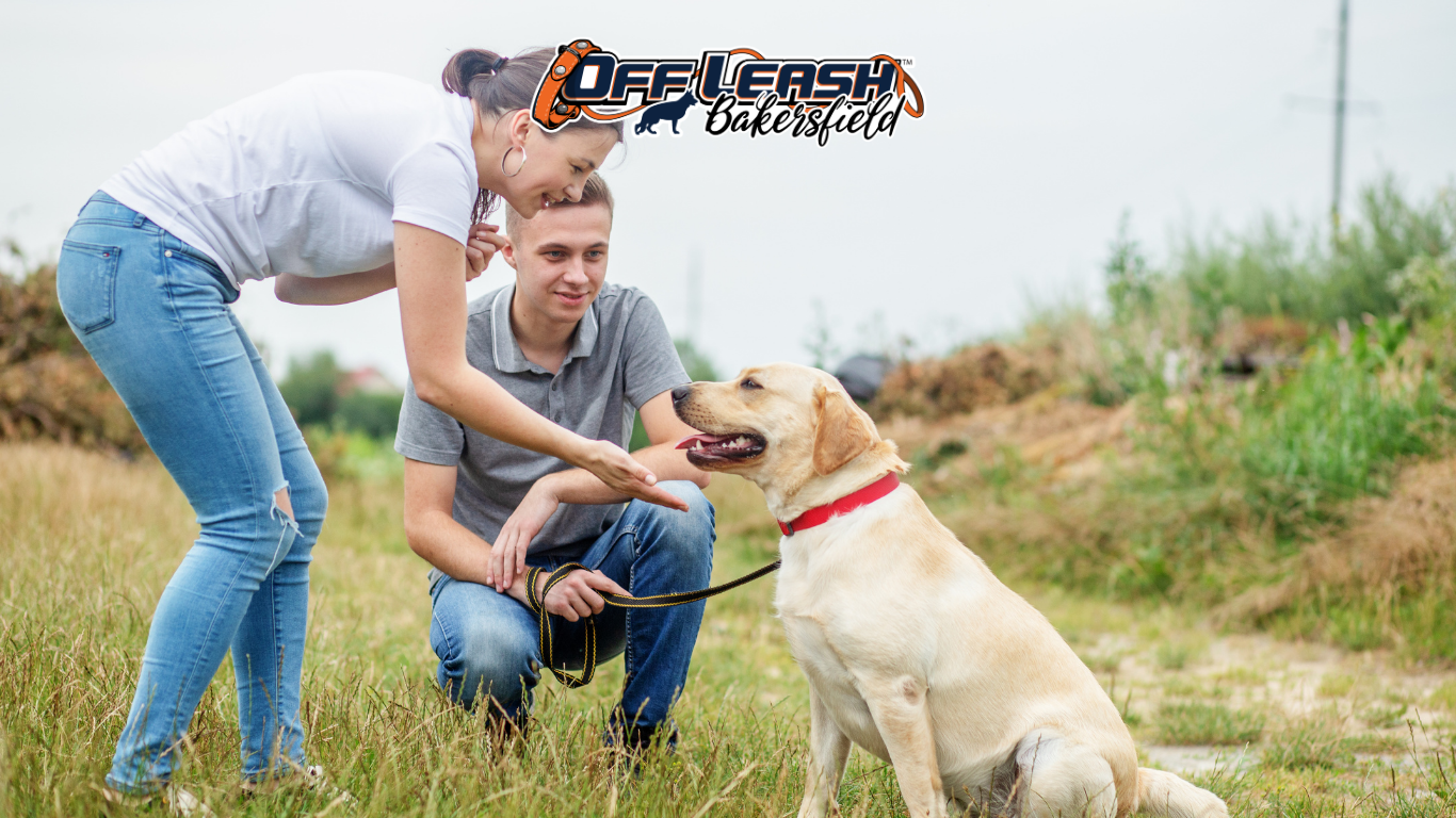 Generalize Commands: Why Your Dog Struggles to Learn