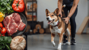 Understanding How Raw Diets Influence Your Dog’s Training Energy