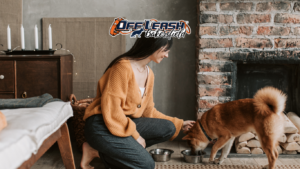 Why Your Dog Becomes Hyper Before Feeding Time