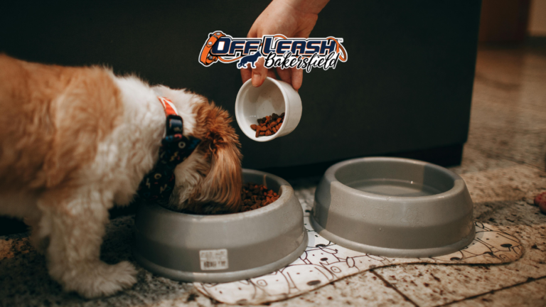 Why Your Dog Becomes Hyper Before Feeding Time