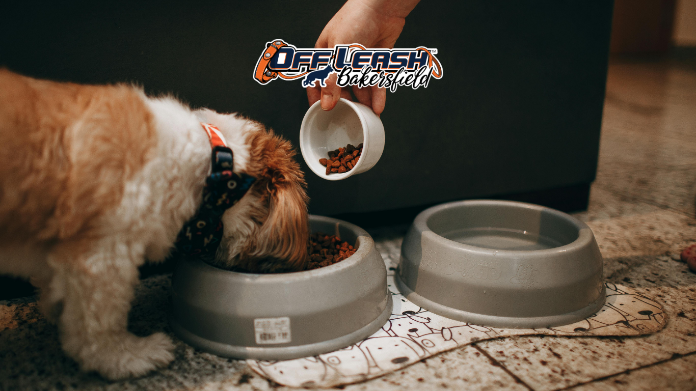 Why Your Dog Becomes Hyper Before Feeding Time