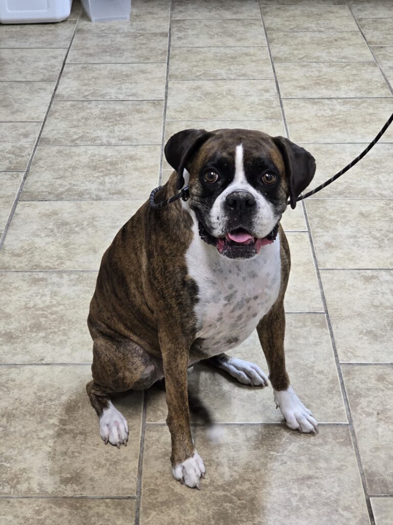 Tiger Lily | Boxer | Bakersfield, CA