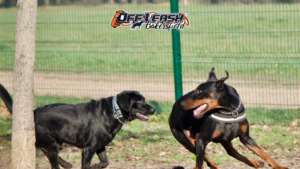 The Importance of Pause Breaks During High-Energy Play For Dog