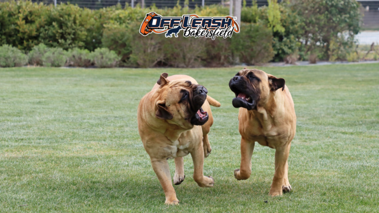 The Importance of Pause Breaks During High-Energy Play