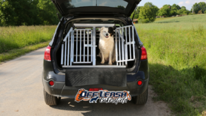 Creating a Dog Who Can Wait Calmly in the Car